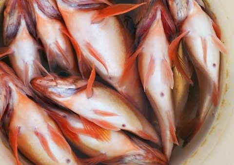 メバル釣り